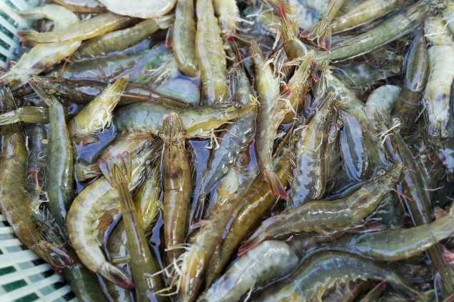 養(yǎng)蝦廢水怎么處理效果好？解決方案！-1