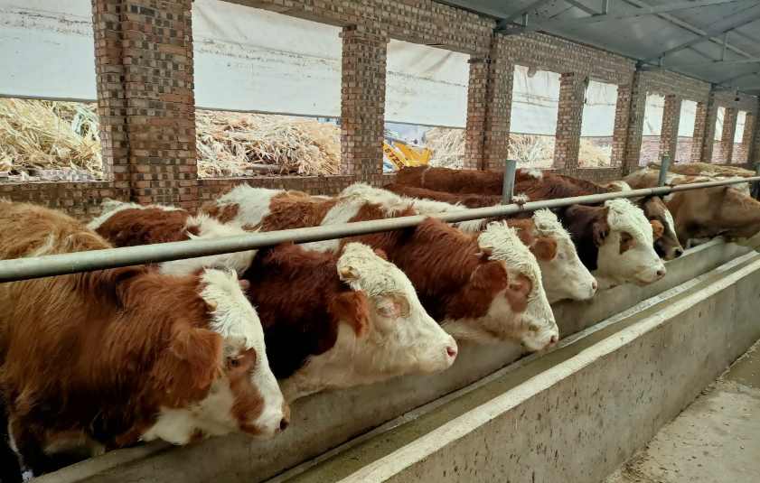 養(yǎng)牛場(chǎng)污水處理設(shè)備需要多少錢(qián)，價(jià)格？