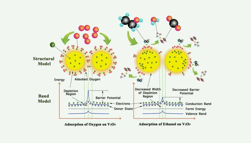 patescibacteria是什么門(mén)(patescibacteria中文) patescibacteria是什么門(mén)(patescibacteria中文)