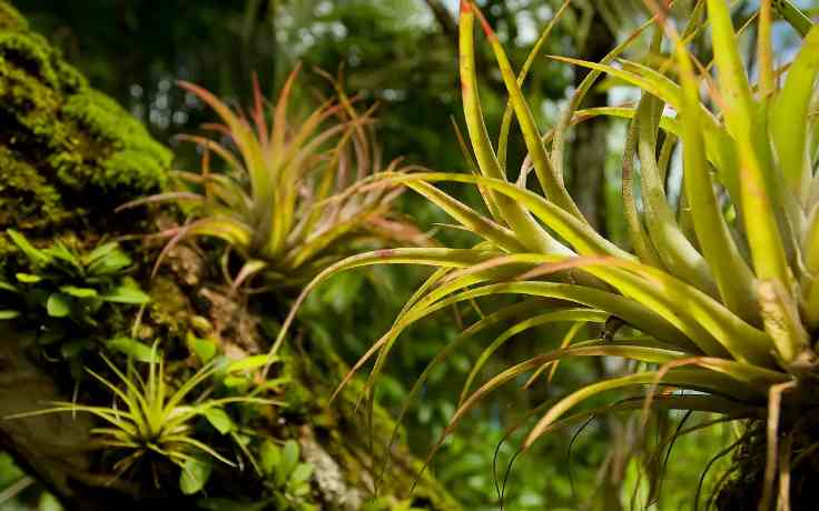 互利共生的植物有哪些(互利共生的例子有哪些) 互利共生的植物有哪些(互利共生的例子有哪些)