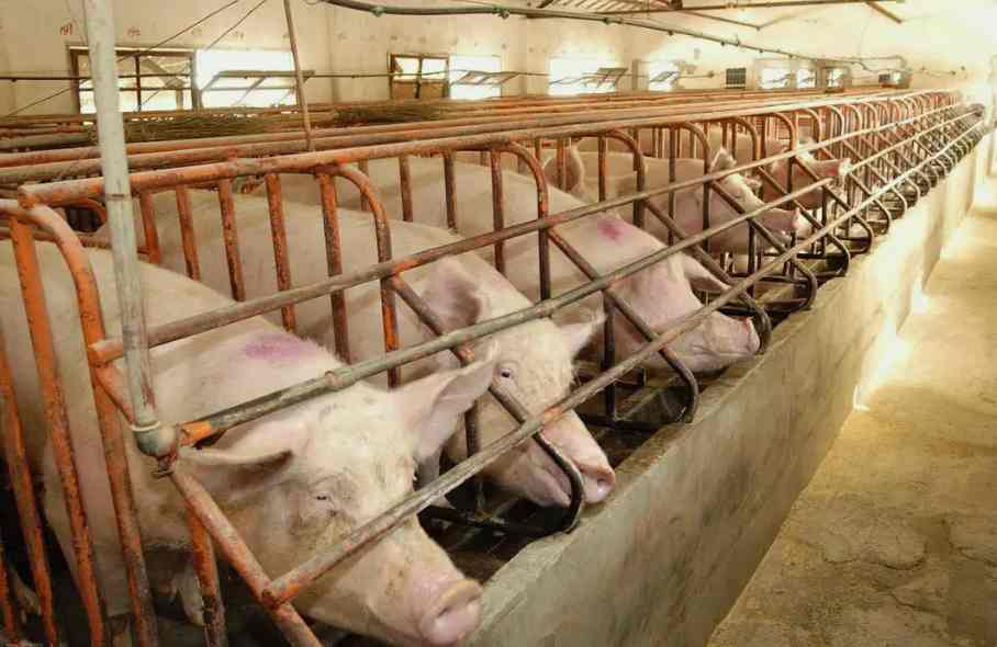 養(yǎng)豬場污水處理設(shè)備一套多少錢|價格(養(yǎng)豬廢水達標排放) 養(yǎng)豬場污水處理設(shè)備一套多少錢|價格(養(yǎng)豬廢水達標排放)