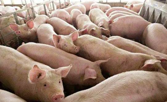 養(yǎng)豬廢水處理工藝流程圖(養(yǎng)豬廢水處理最佳方法) 養(yǎng)豬廢水處理工藝流程圖(養(yǎng)豬廢水處理最佳方法)