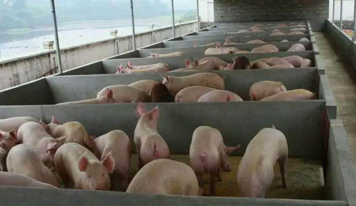 養(yǎng)豬場污水處理方法有幾種（現在養(yǎng)豬場污水處理流程）