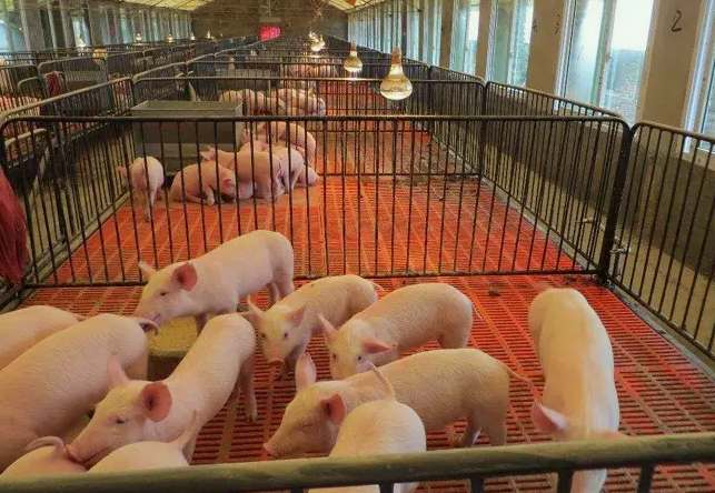 養(yǎng)豬場(chǎng)廢水處理設(shè)備(豬場(chǎng)污水處理豬場(chǎng)廢水處理設(shè)備) 養(yǎng)豬場(chǎng)廢水處理設(shè)備(豬場(chǎng)污水處理豬場(chǎng)廢水處理設(shè)備)