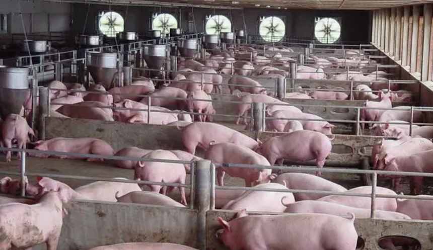 養(yǎng)豬場(chǎng)污水處理設(shè)備一套要多少錢(qián)費(fèi)用(養(yǎng)豬場(chǎng)污水處理設(shè)備貴不貴) 養(yǎng)豬場(chǎng)污水處理設(shè)備一套要多少錢(qián)費(fèi)用(養(yǎng)豬場(chǎng)污水處理設(shè)備貴不貴)