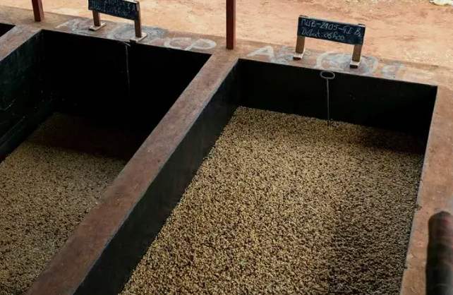 厭氧處理法咖啡(咖啡的厭氧處理原理及工藝) 厭氧處理法咖啡(咖啡的厭氧處理原理及工藝)