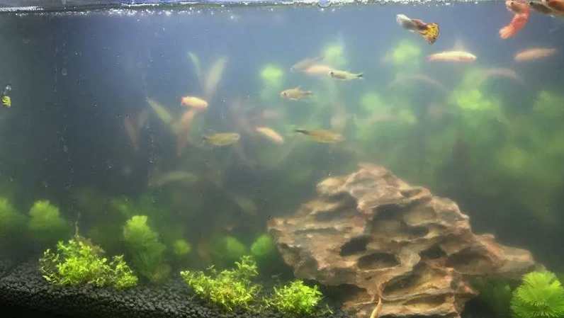 怎么把污水抽出來(lái)|方法(怎樣才可以把魚(yú)缸的污水抽出來(lái)) 怎么把污水抽出來(lái)|方法(怎樣才可以把魚(yú)缸的污水抽出來(lái))