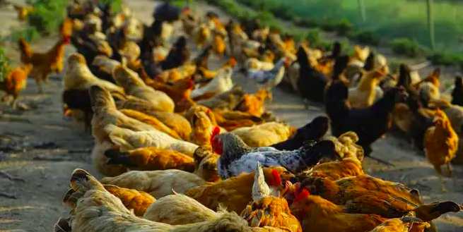 養(yǎng)雞場污水處理方法|方式|方案(雞場廢水如何處理) 養(yǎng)雞場污水處理方法|方式|方案(雞場廢水如何處理)