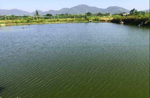 魚塘養(yǎng)殖污水處理設(shè)備工藝原理|用途(魚塘污水怎么處理) 魚塘養(yǎng)殖污水處理設(shè)備工藝原理|用途(魚塘污水怎么處理)